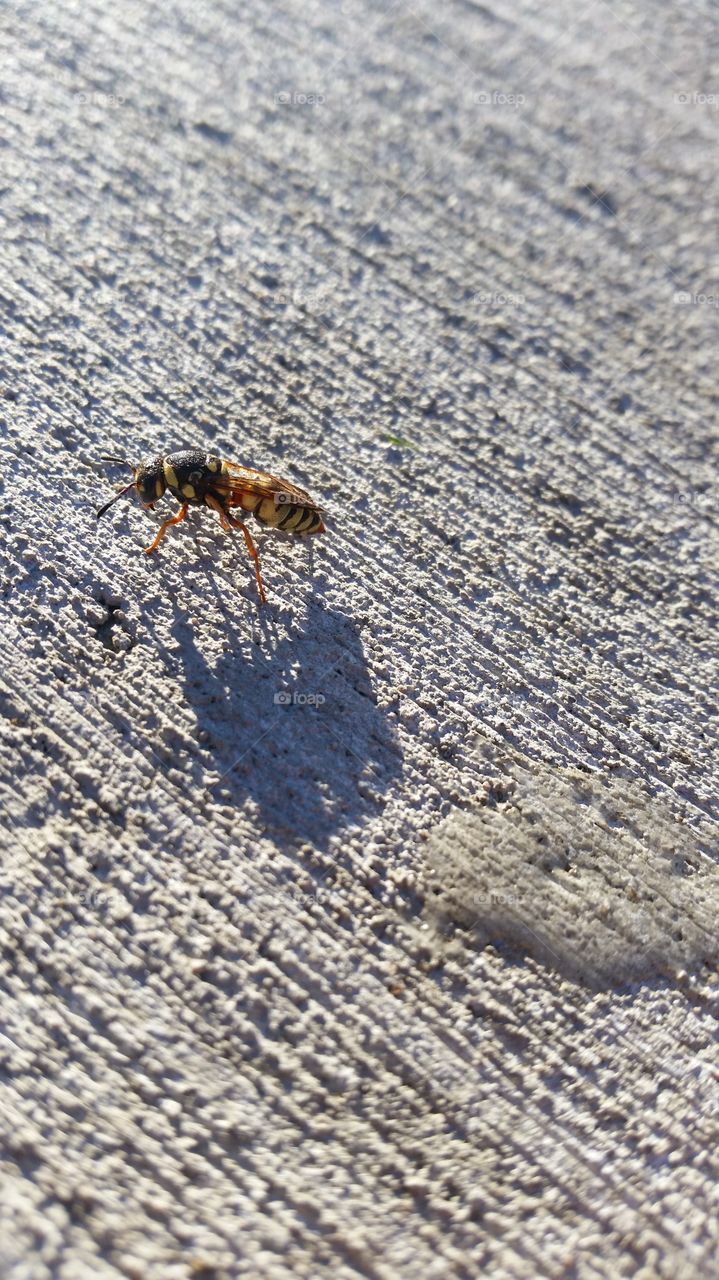 be easy bee. I saved it from drowning in a chlorined death trap.