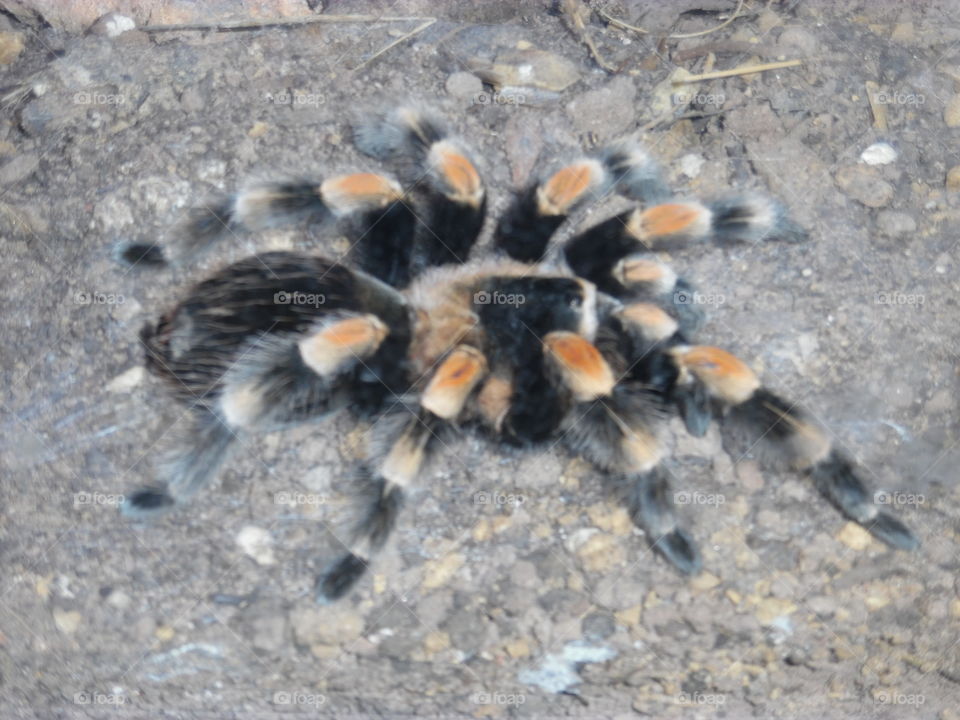 Itsy bitsy spider 🕷