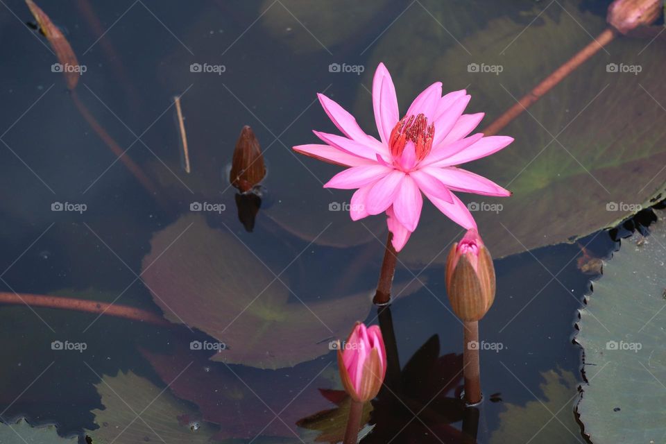 Close up view of a pink blooming lotus in a pond with other lotus flower buds beside it