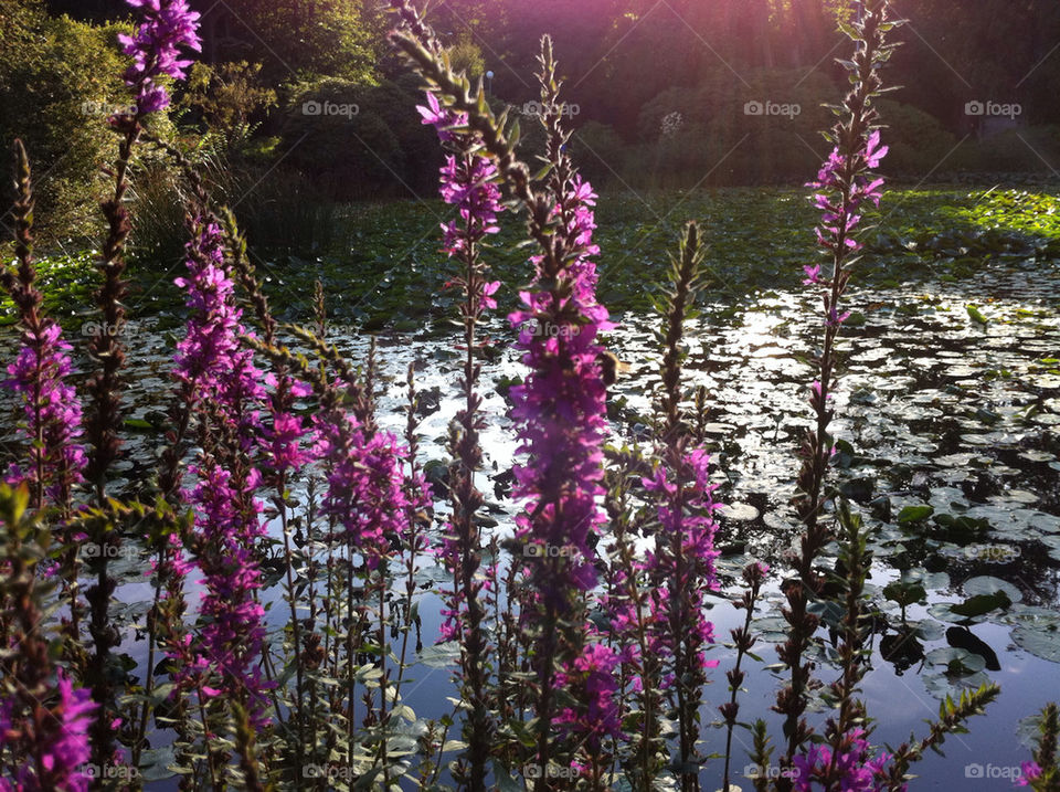 flowers garden nature summer by bj