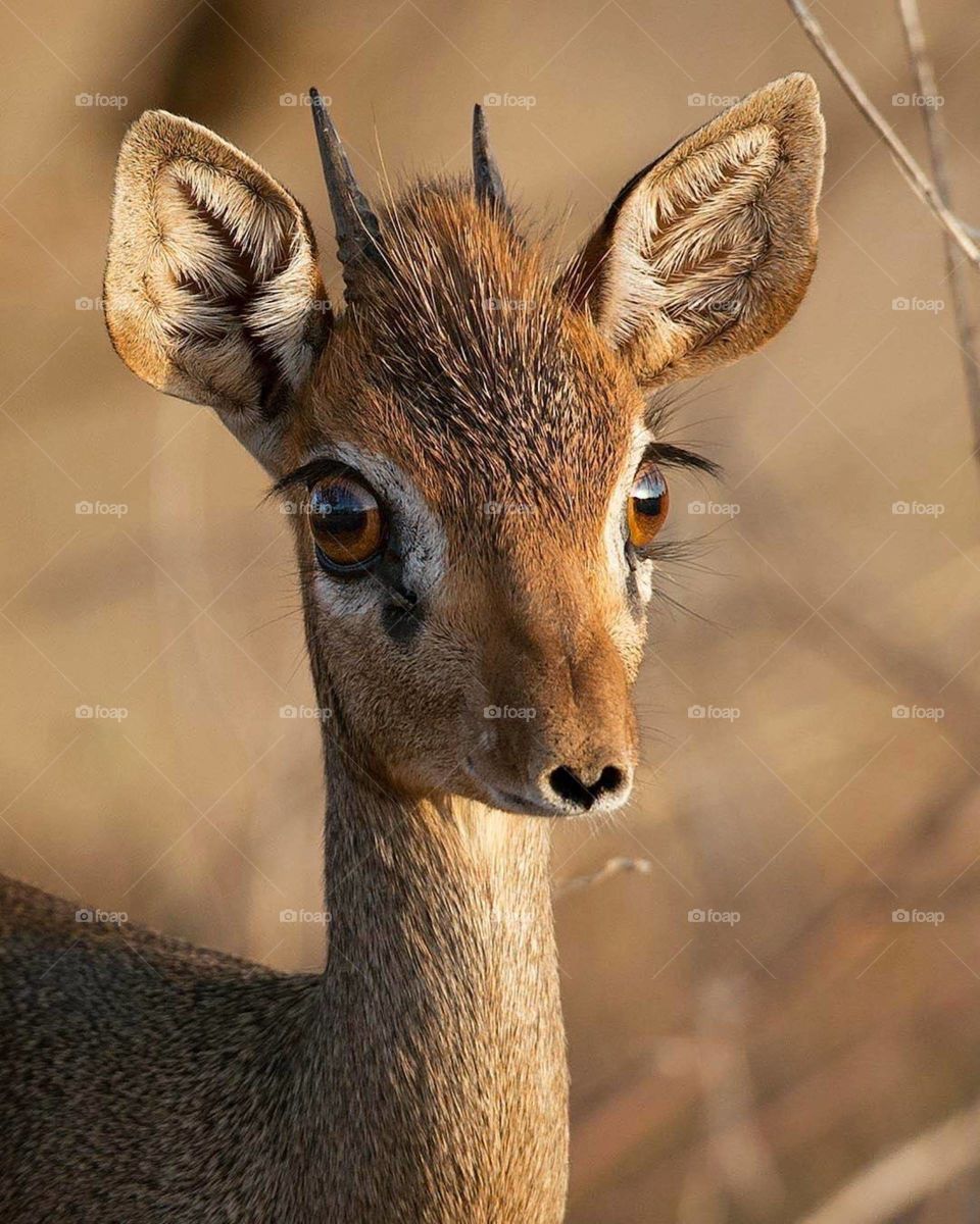 What is special about a deer?
Deer is a wild animal that belongs to the Cervidae family. It is in the order of Artiodactyla, which means mammals with even toe hooves with each one of their foot having two small and two large hooves.
