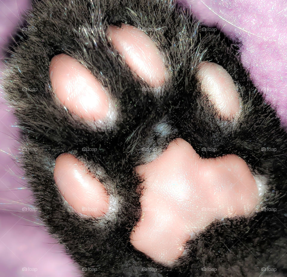 Kitten Paw 4