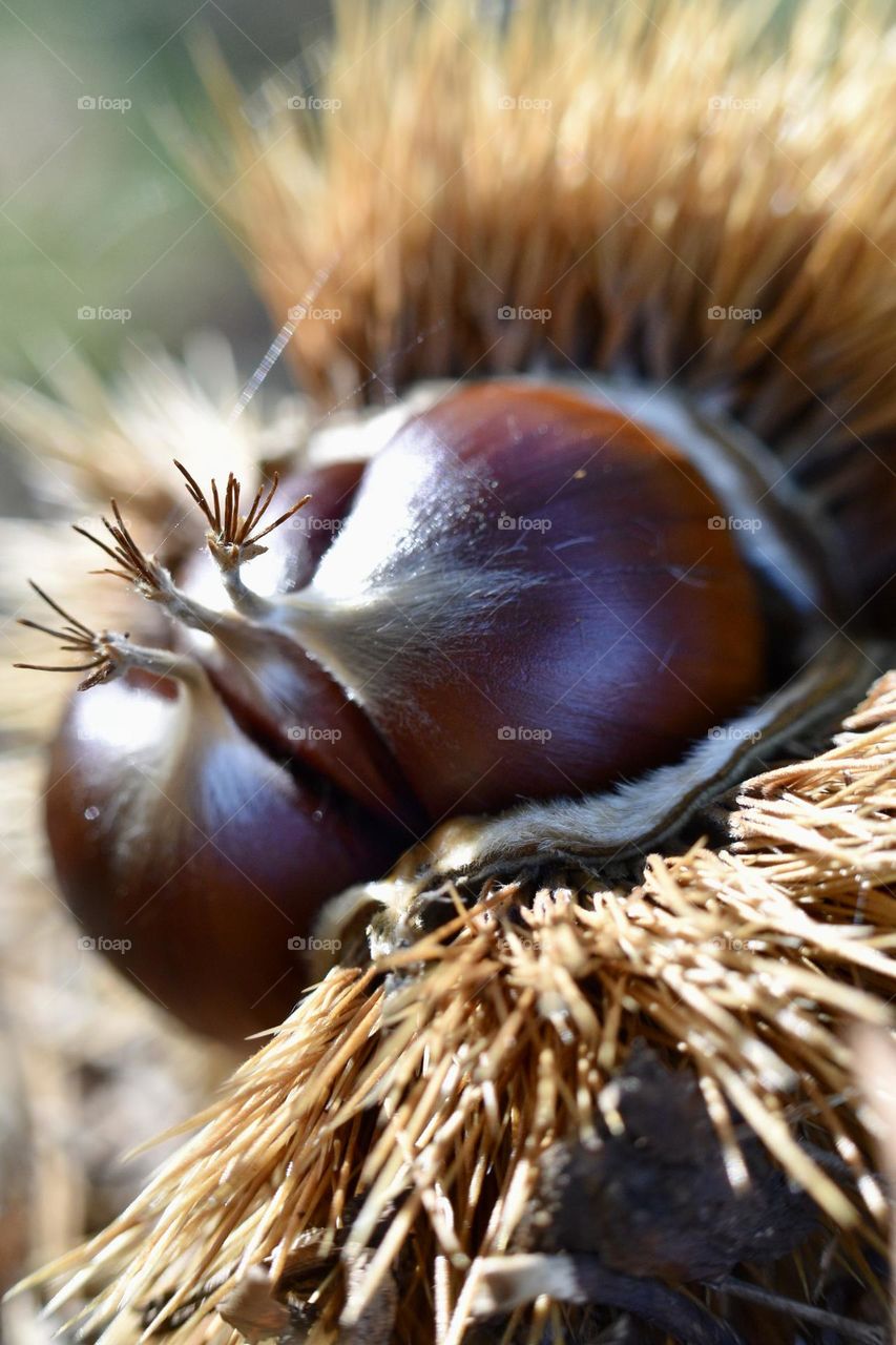 chestnuts