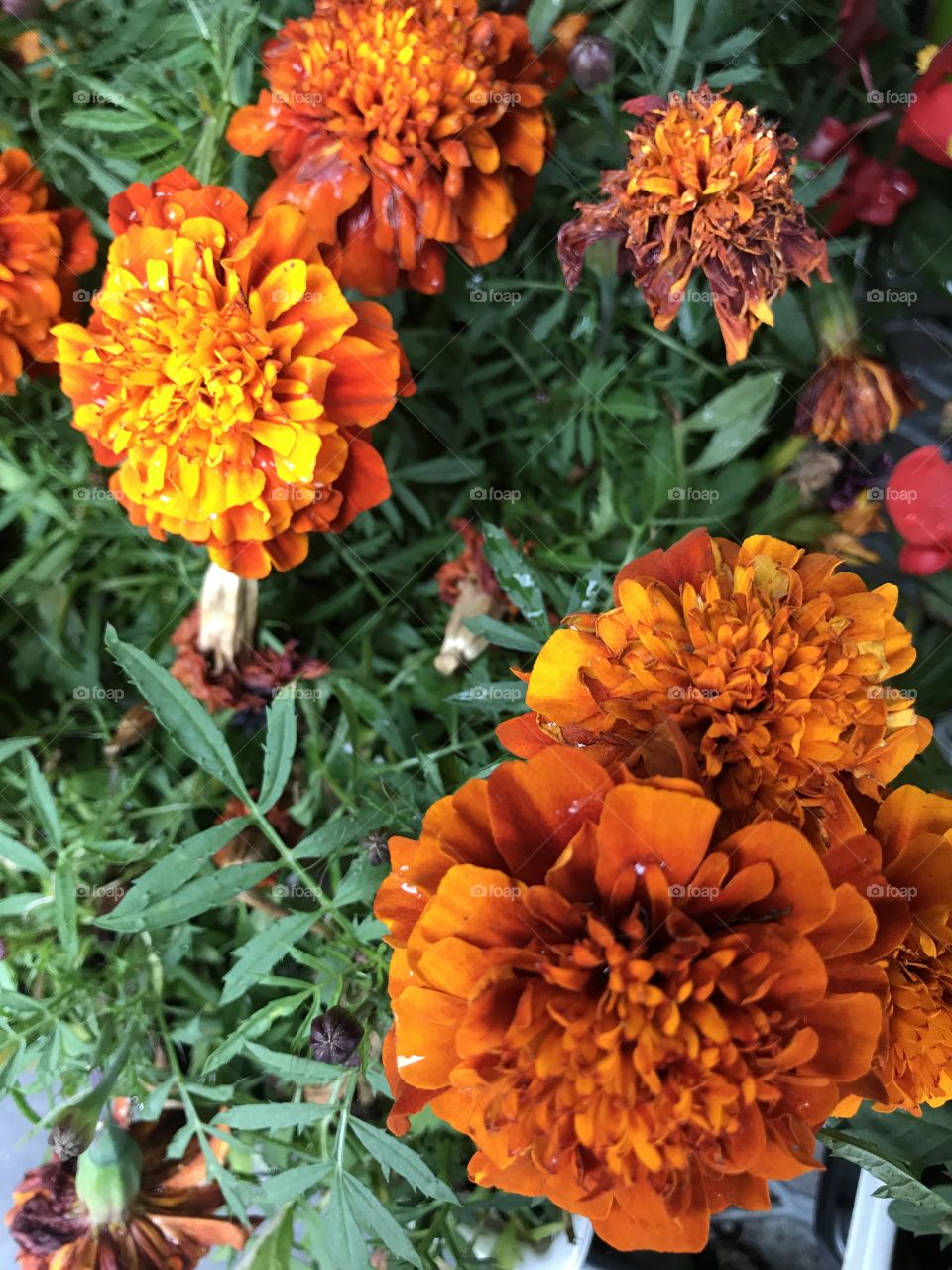 Just some orange flowers I happened to notice.