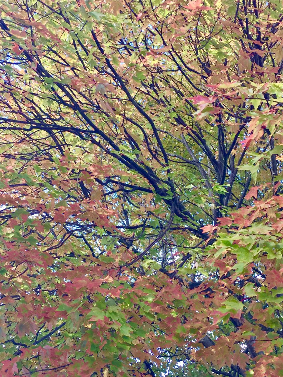 Wet fall foliage 