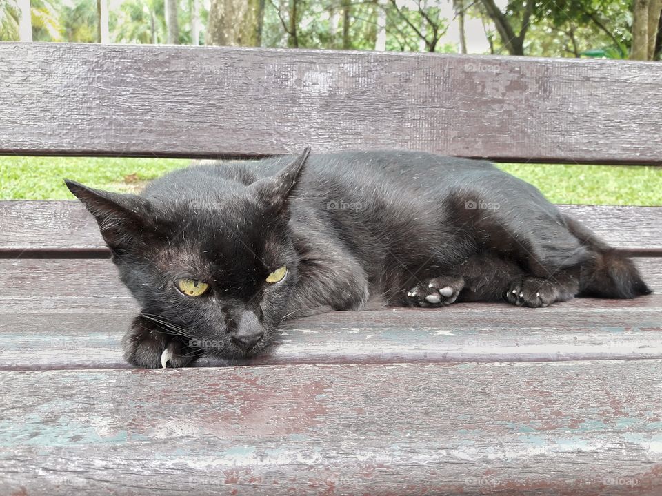 Black cat lying on a wooden bench