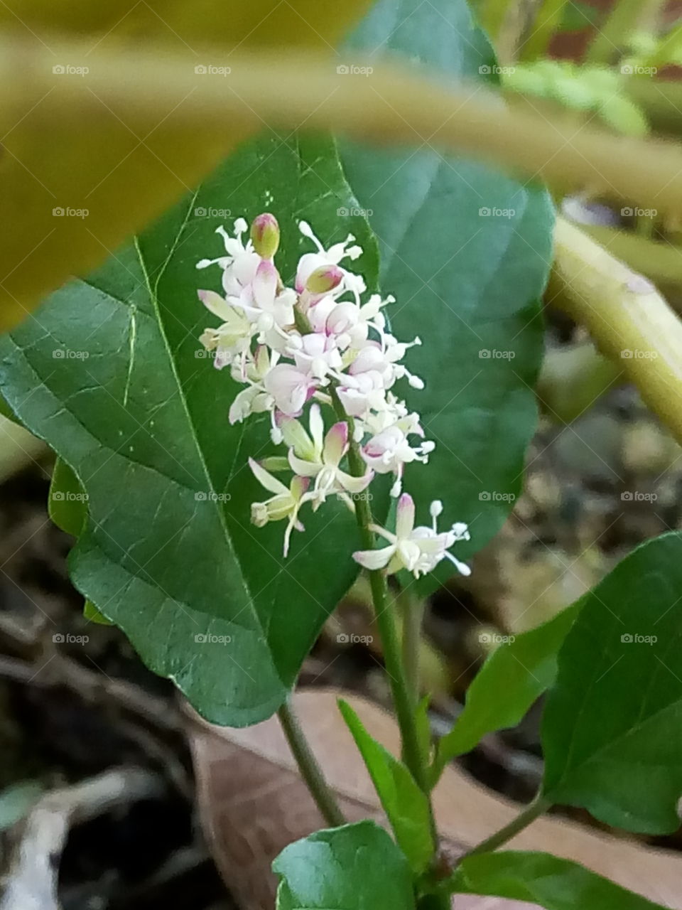 Nature, Leaf, Flora, No Person, Flower