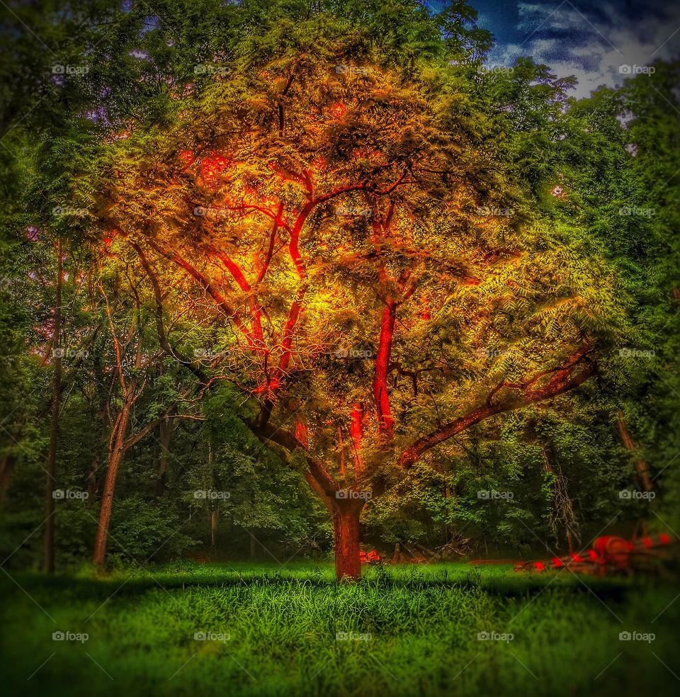 Glowing tree 