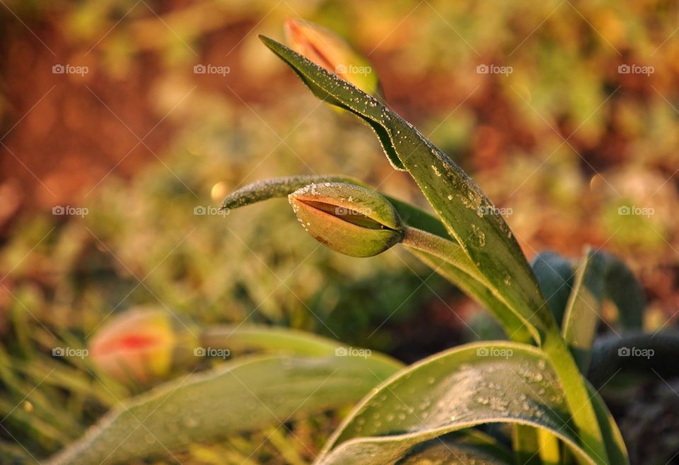 Leaf, Nature, Flora, No Person, Outdoors