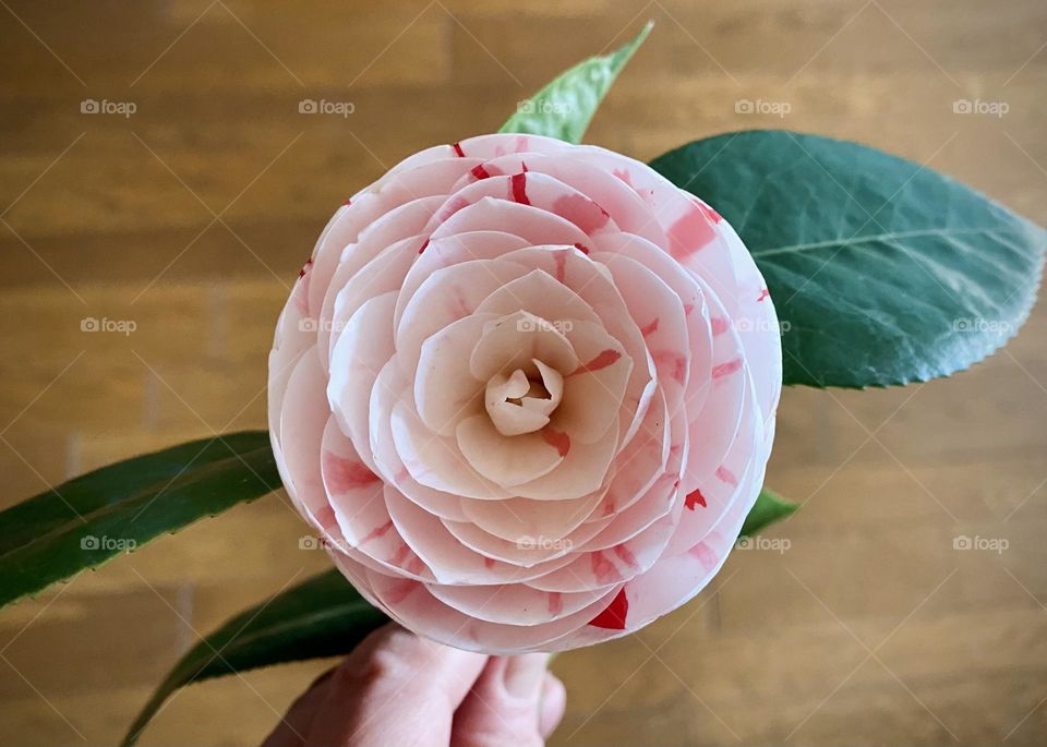 camellia flower with white and pink