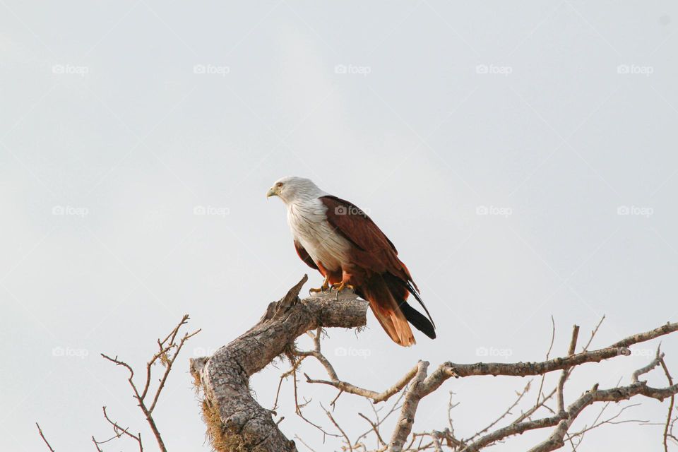 a believer is a bird in a cage, a freethinker is an eagle parting the clouds with tireless wing.