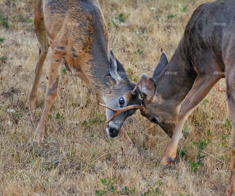 Bucks in battle