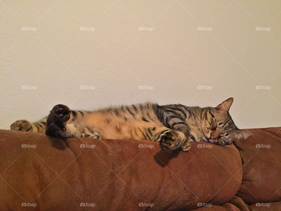 Lazy Bengal cat sleeping on couch 