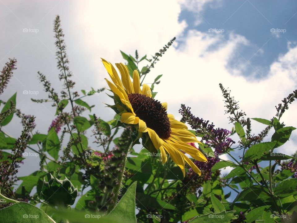 Sunflower and Butterfly Bush