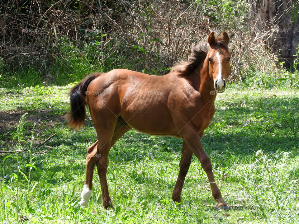 Curious Foal