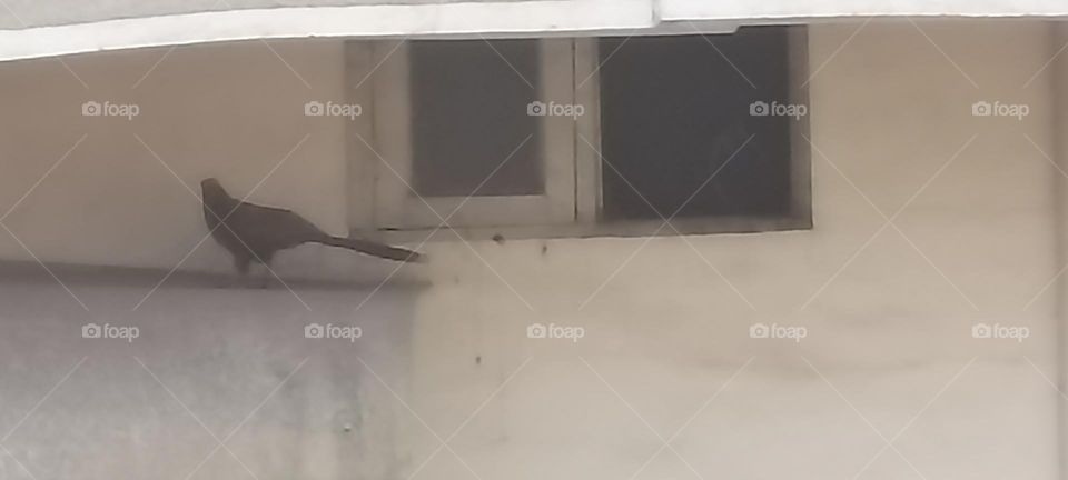 calm people are not going to have a nice day