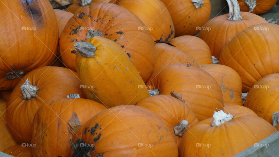 many farmed pumpkins