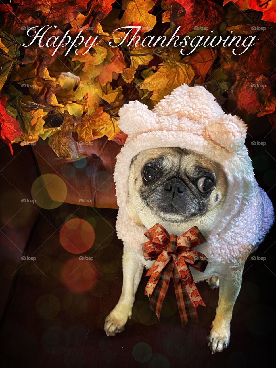 Pug in Costume: Izzy loves to get dressed up for her photo shoots 