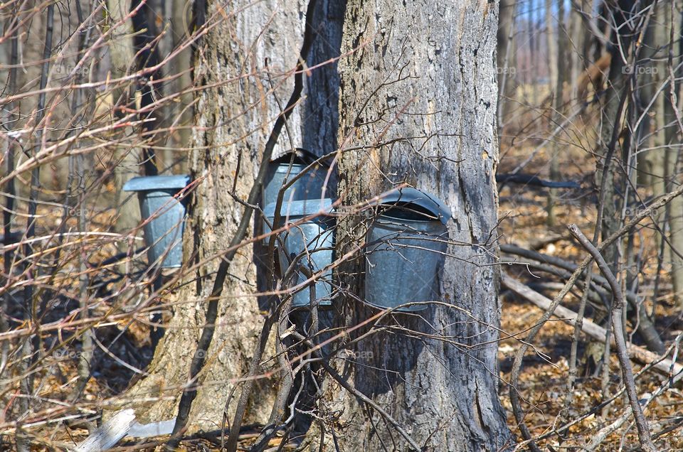 Maple buckets