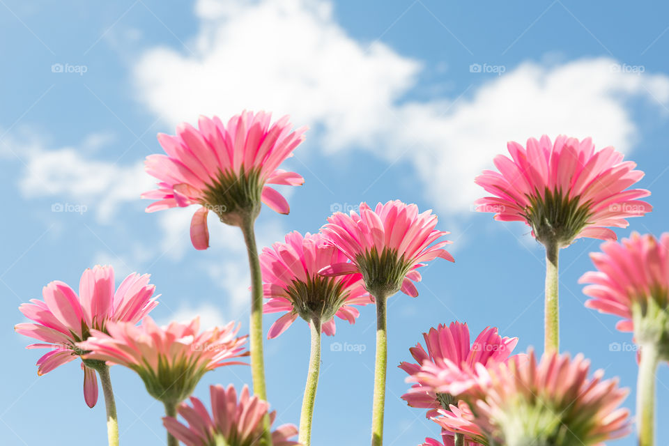 Beautiful pink Gerbera flowers in the garden against blue sky with clouds, low angle shot 