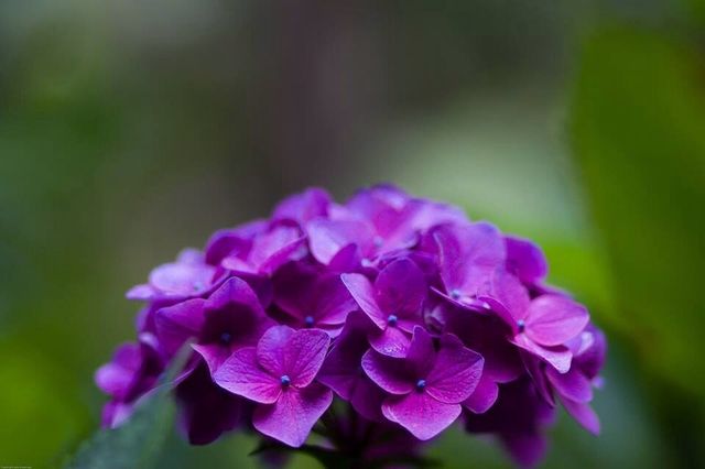 Purple Hydrangea 