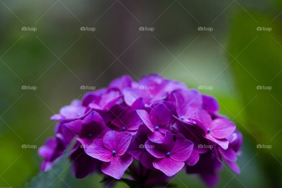 Purple Hydrangea 