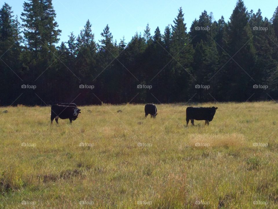 cows on the range