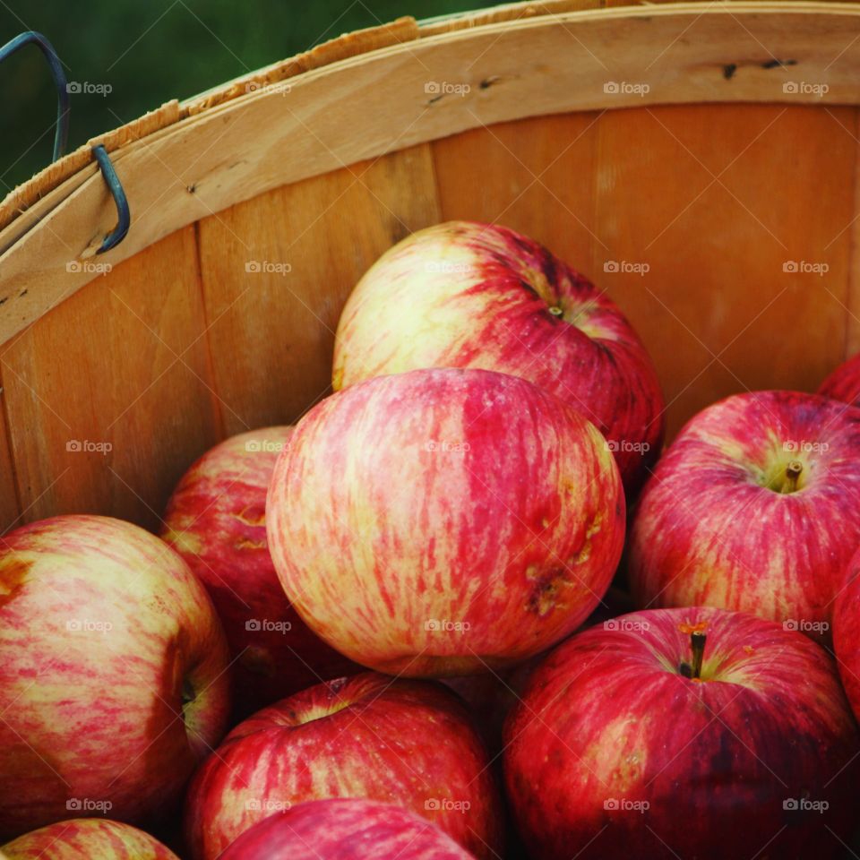 Apple Picking Season