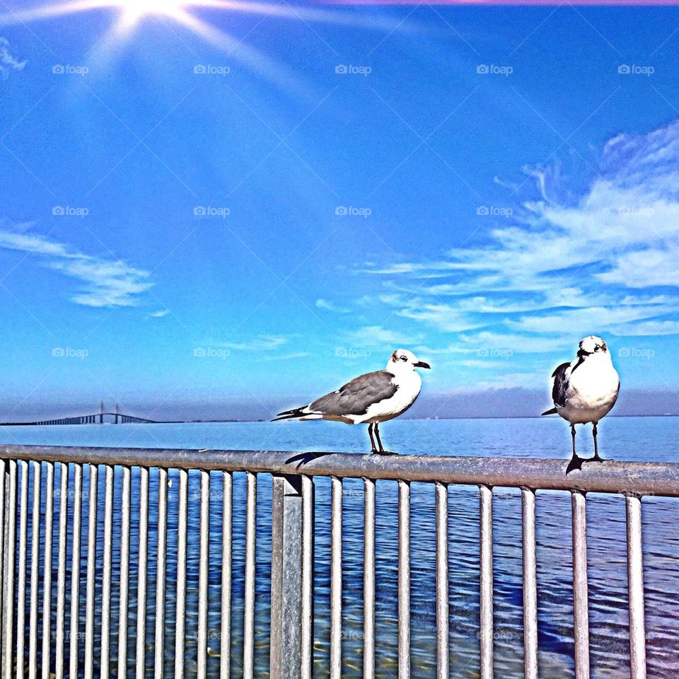 Oceanside birds