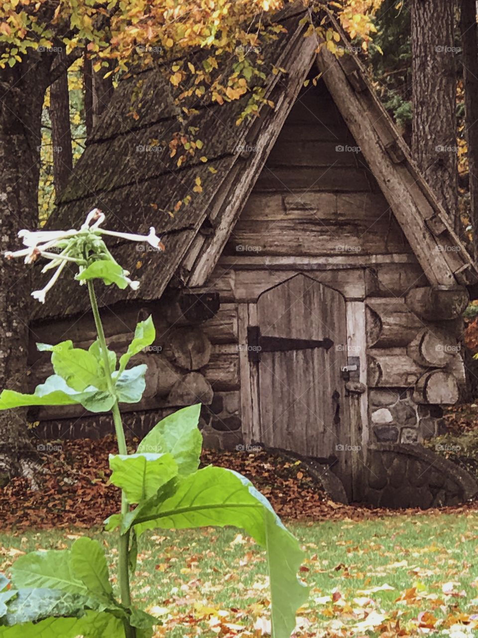 This little wooden house looks like the home of a mystical woodland creature and is set in the woods in a beautiful garden park donated by a town founder. The gardens are spectacular & one of my favourite locations for photography.
