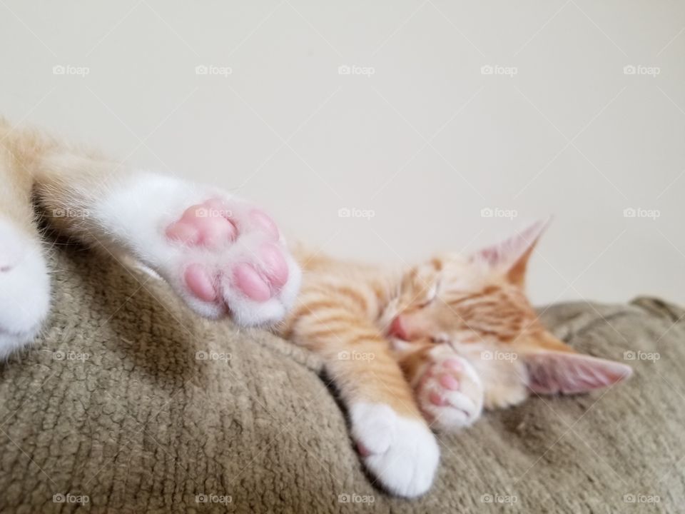 Making mischief wears a kitten out!