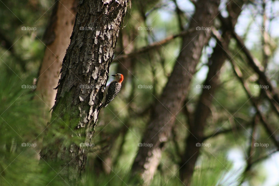 Close-up of red bellied woodpecker perching on tree trunk