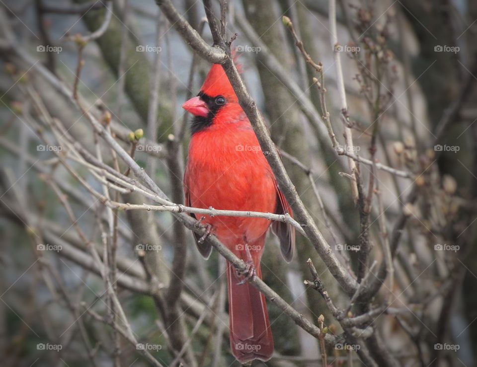 My yard Cardinal 