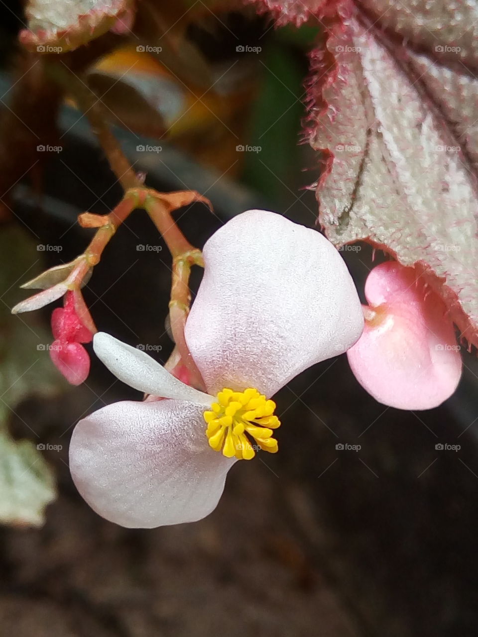 Flower, Nature, No Person, Leaf, Flora