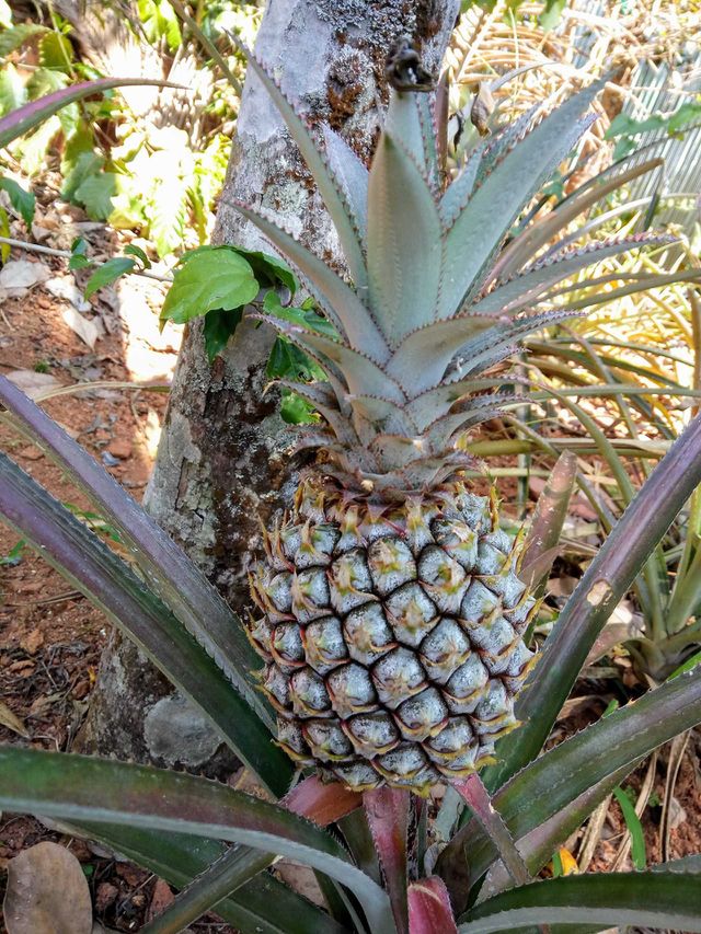 pineapple plant at munnar hills kerla India
