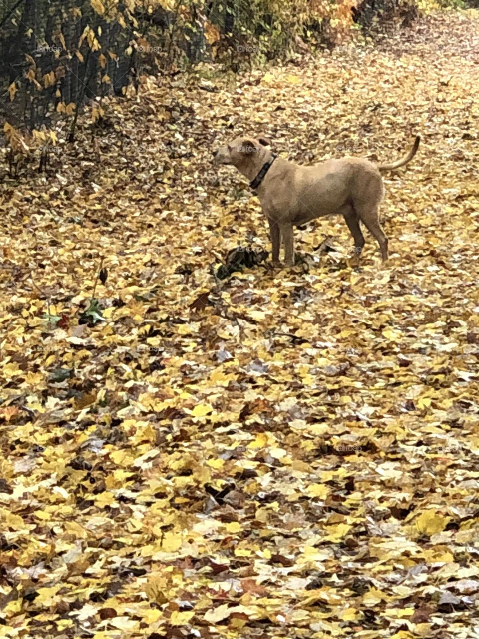 Yellow Dog - Yellow Fall Leaves