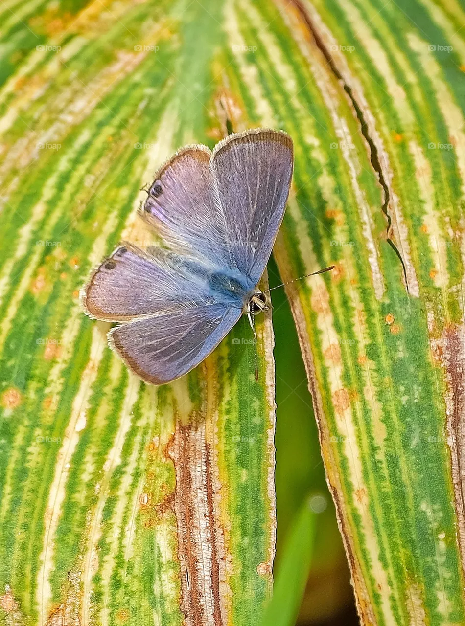 Small butterfly