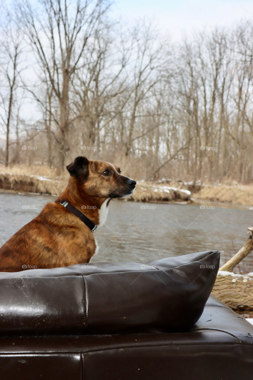 Dog sitting on sofa by the river 