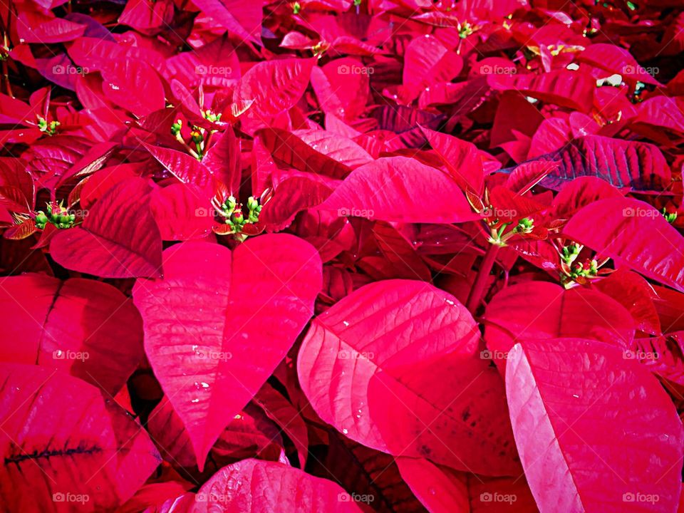 Red poinsettias 