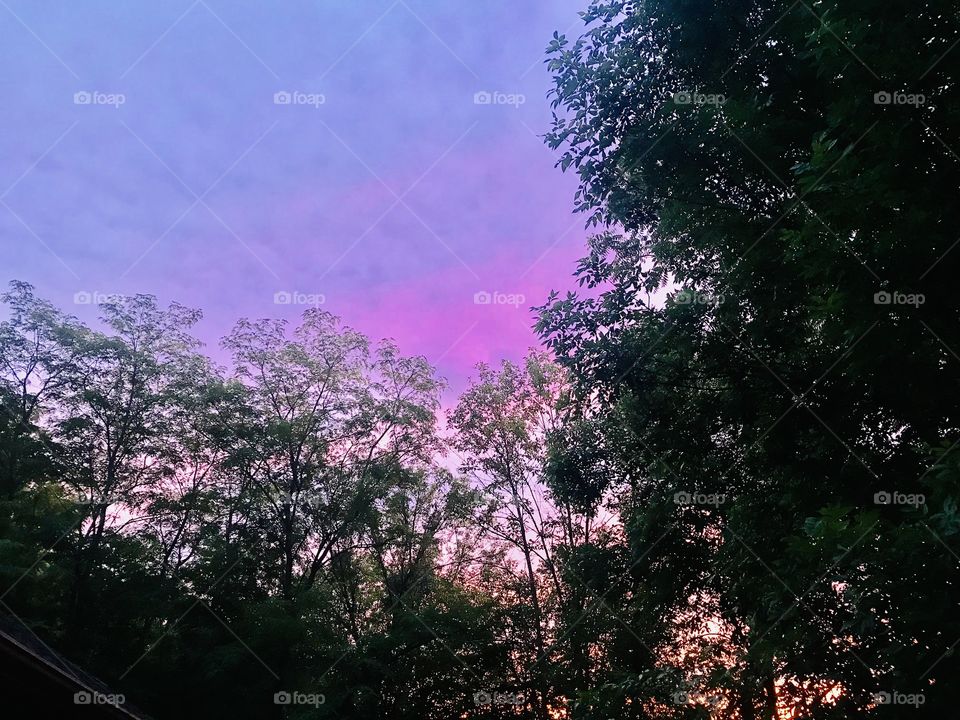 Gorgeous colorful purple and pink night sky from sunset with trees silhouettes in forefront! 