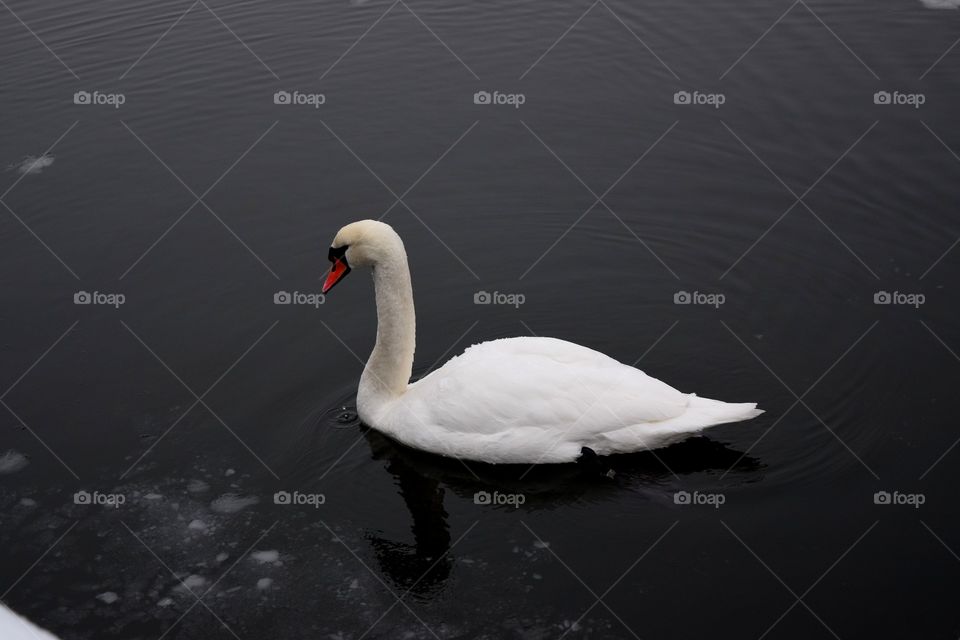 Goose in lake