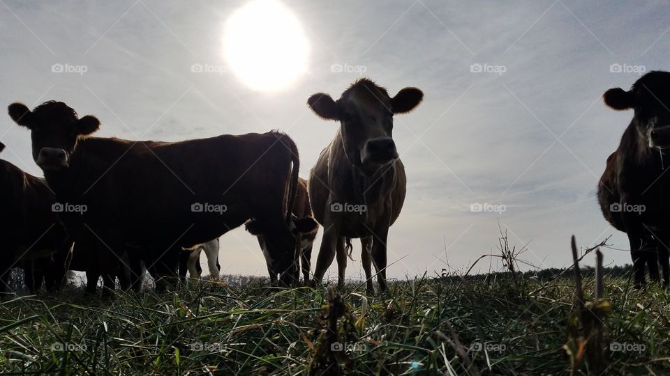 sun setting on the heifers