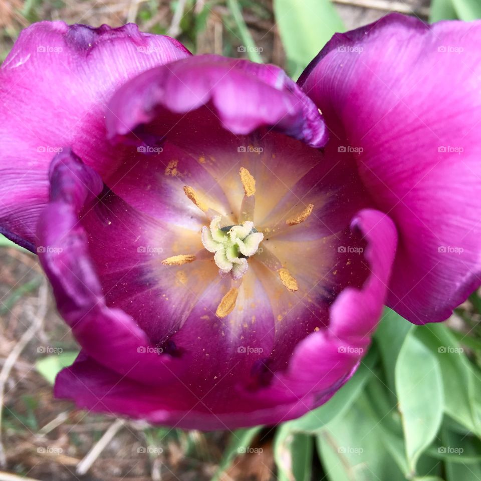 Purple Tulip Close Up Taken From Above