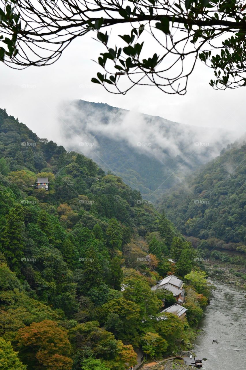 Foggy rainforest