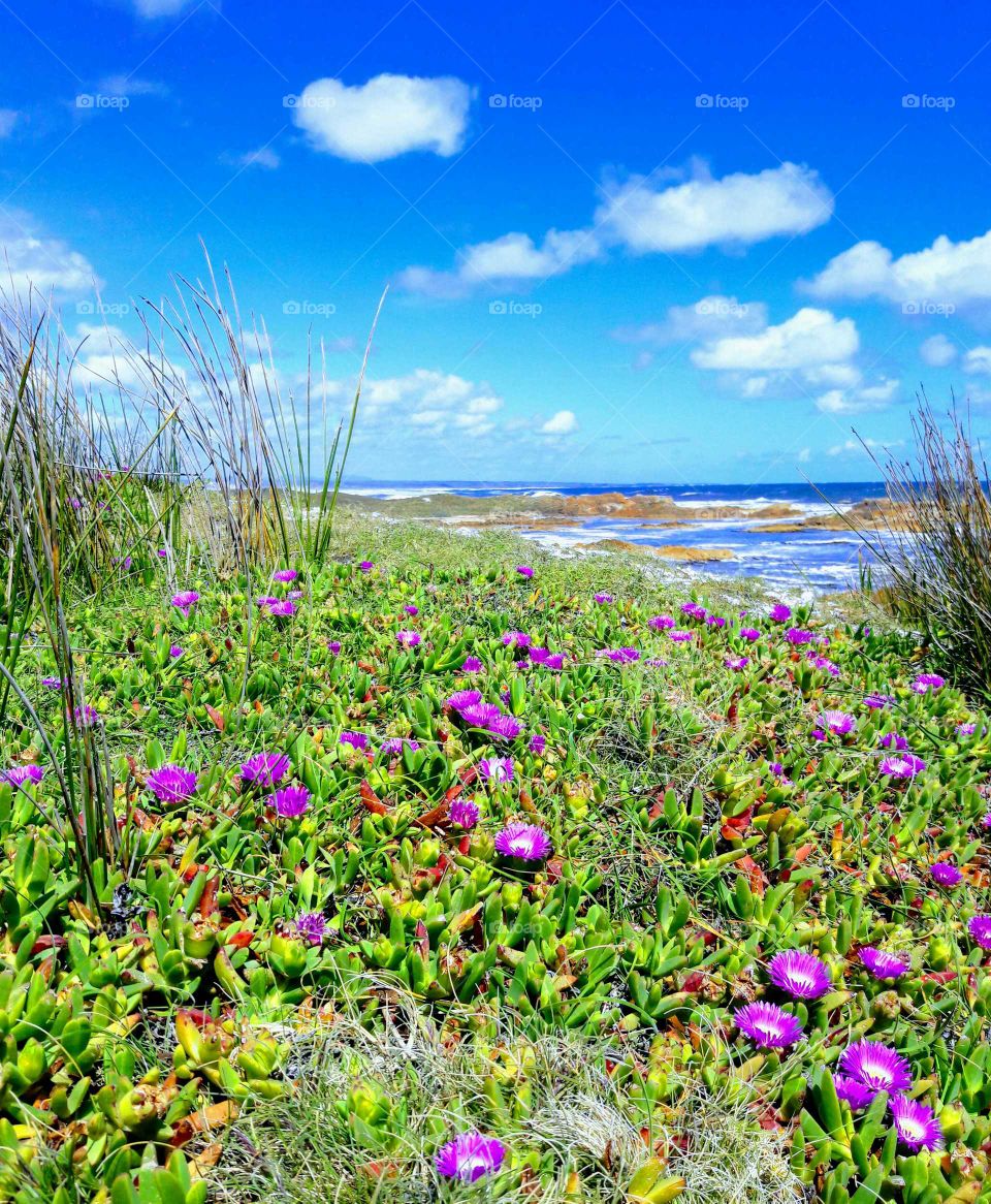 West Coast of Tasmania