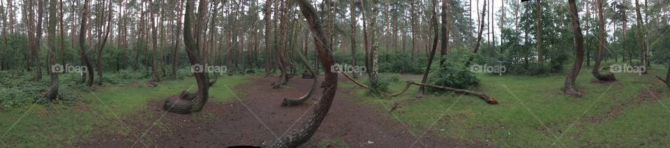 Nowe Czarnowo - Crooked trees - Poland