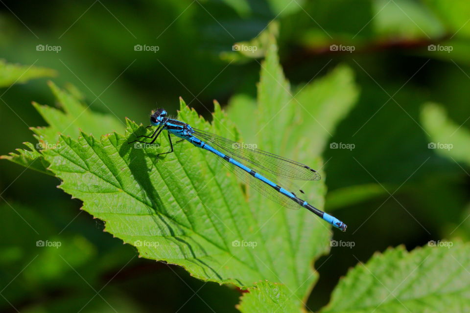 Close-up of dragonfly on leaf