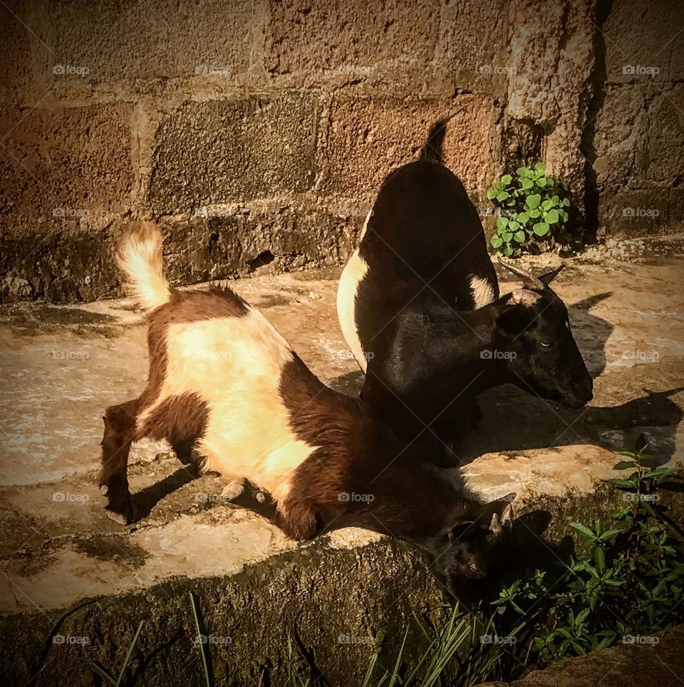 this animals were talking breaking across the street when i met them and took a quit shot.