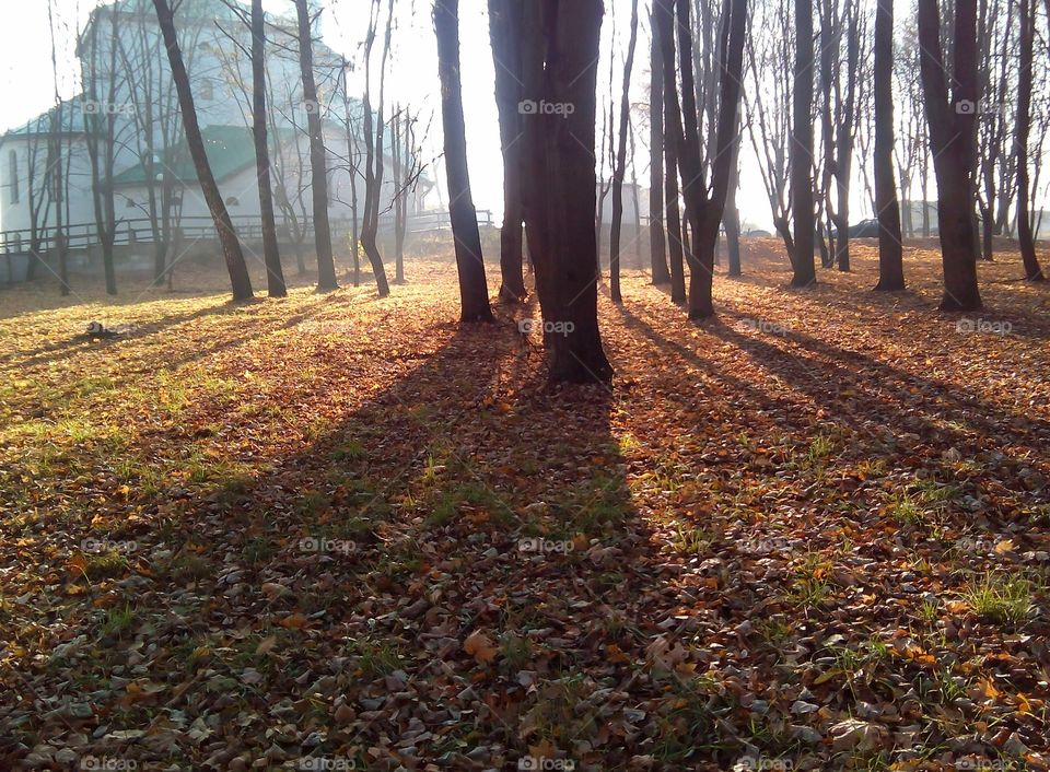 Tree, Wood, Landscape, Fall, Leaf