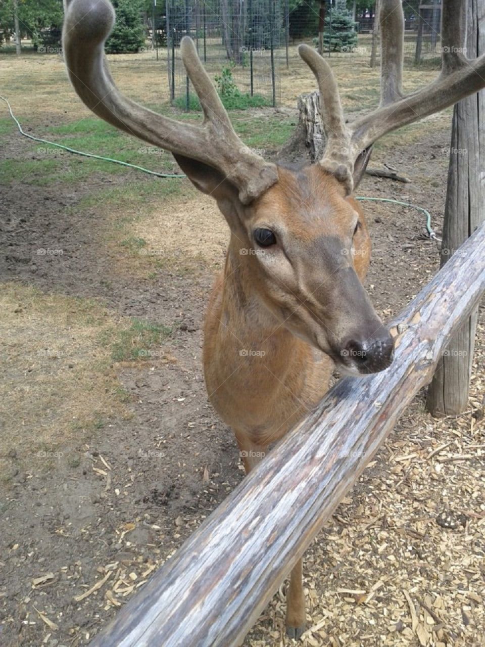 Deer. There's a park in Wisconsin where you can walk side by side with deer and feed them. its awesome!